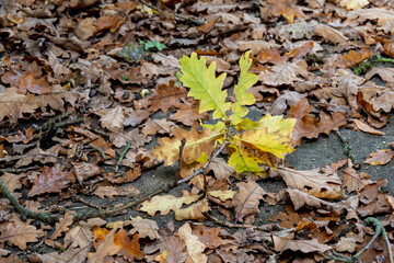 autumnal brown oak leaves on the ground and leaves in the middle that are still yellow. 