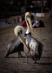 pelicans on the beach