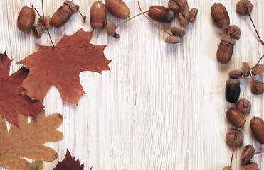 Autumn. Autumn background. Yellow leaves. Acorns. Oak and maple leaves.