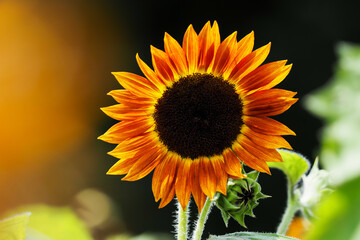 オレンジ色のひまわり