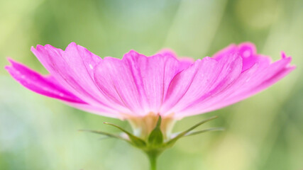 ピンクのコスモス