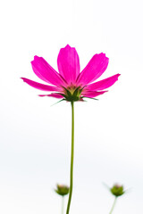 白い背景のコスモス