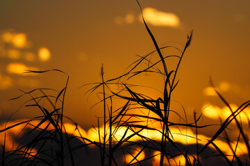 夕日の中の雑草のシルエット