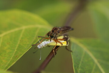 close up of a flykiller