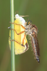 asilidae on a leaf