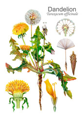 Dandelion (Taraxacum officinale). Botanical watercolor illustration