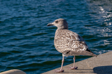 20.08.2021 30 Jahre Estland, Freiheitstag in Tallinn