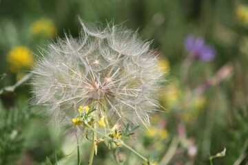 dandelion in the grass