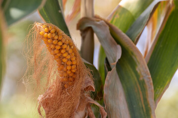 Mature maize ear on a stalk. Close-up.