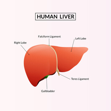 Human Liver anatomy. vector illustration.