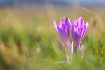 blooming autumn crocus in meadow grass Blurred Background