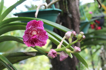 pink orchid on green