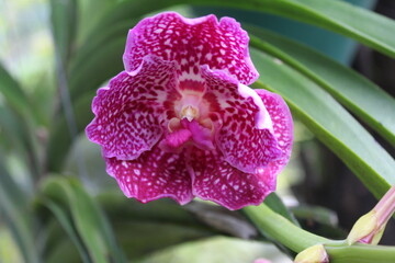 purple orchid in the garden