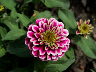 Obraz premium pink and white zinnia flower blooming in summer