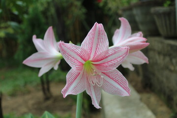 pink lily flower