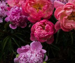 colorful blooming peony flowers in amzing colors in summer