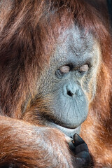 An orangutan female, portrait of the head
