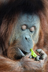 An orangutan female eating salad, portrait 
