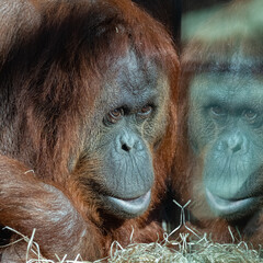 An orangutan female looking at the window in a zoo, portrait