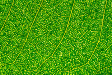 Close up of green leaf. Abstract green leaf texture background.