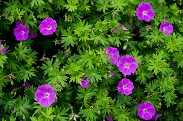 Obraz premium field of small purple flowers with green leaves in spring