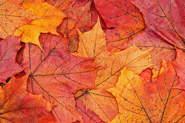 Naklejka na ściany i meble Autumn composition with maple leaves. autumn background