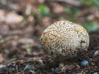 Common Earthball Fungi in Woodland