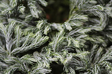 close up of pine needles