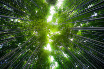 Bottom view of bamboo grove with bright light from sunshine, Background of lights in the nature