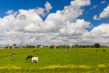 Perfect sunlight with cows on a meadow