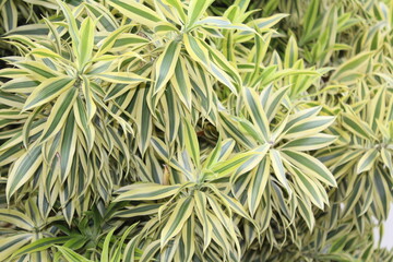 close up of a plant