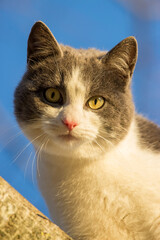 Fototapete bei efototapeten.de bestellen   