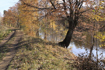 a tree on the shore of a forest lake
