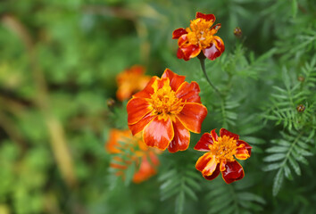 Marigold flowers in the garden