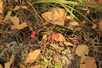 red berries in the autumn grass