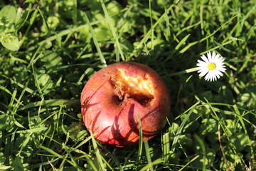 apfel gänseblümchen herbst herbsttag rasen wiese grün rot angefressen