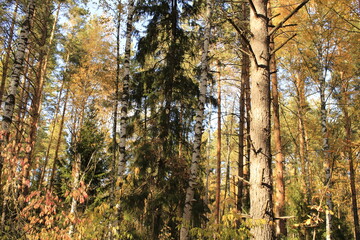 pines and firs in a mixed forest
