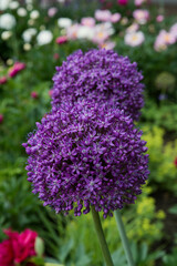 puple allium flower head blooming in summer