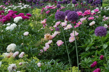 purple allium in flower meadow blooming in summer