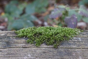 moos auf holz natur herbst 