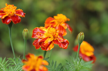 Marigold flowers in the garden