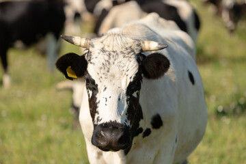 Portrait of a white bull with black spots.