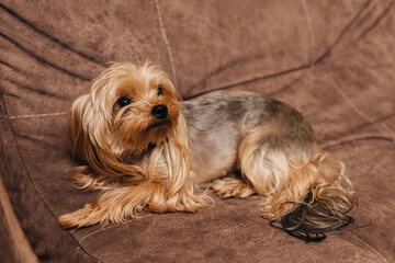 yorkshire terrier. yorkie. dog on the couch. - obrazy, fototapety, plakaty