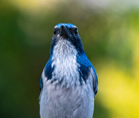 I'm watching you: A California jay in the wilderness