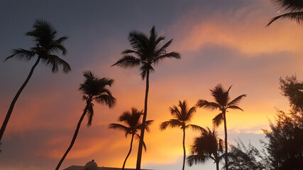 Fototapeta na wymiar Dominican Republic - Palm trees Sunset