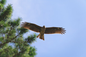 飛翔する鷹