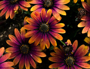 yellow and pink daisy flower with raindrops in summer