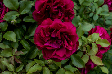 dark pink rose with green leaves blooming in summer