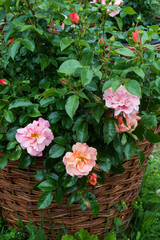 pastel pink roses in brown basket blooming in summer in garden