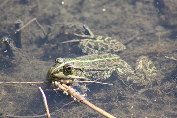 frog in the water